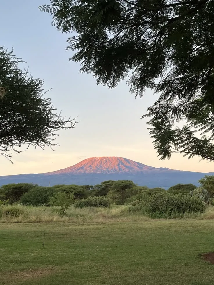 Kilimanjaro glowing in soft light, framed by acacia branches