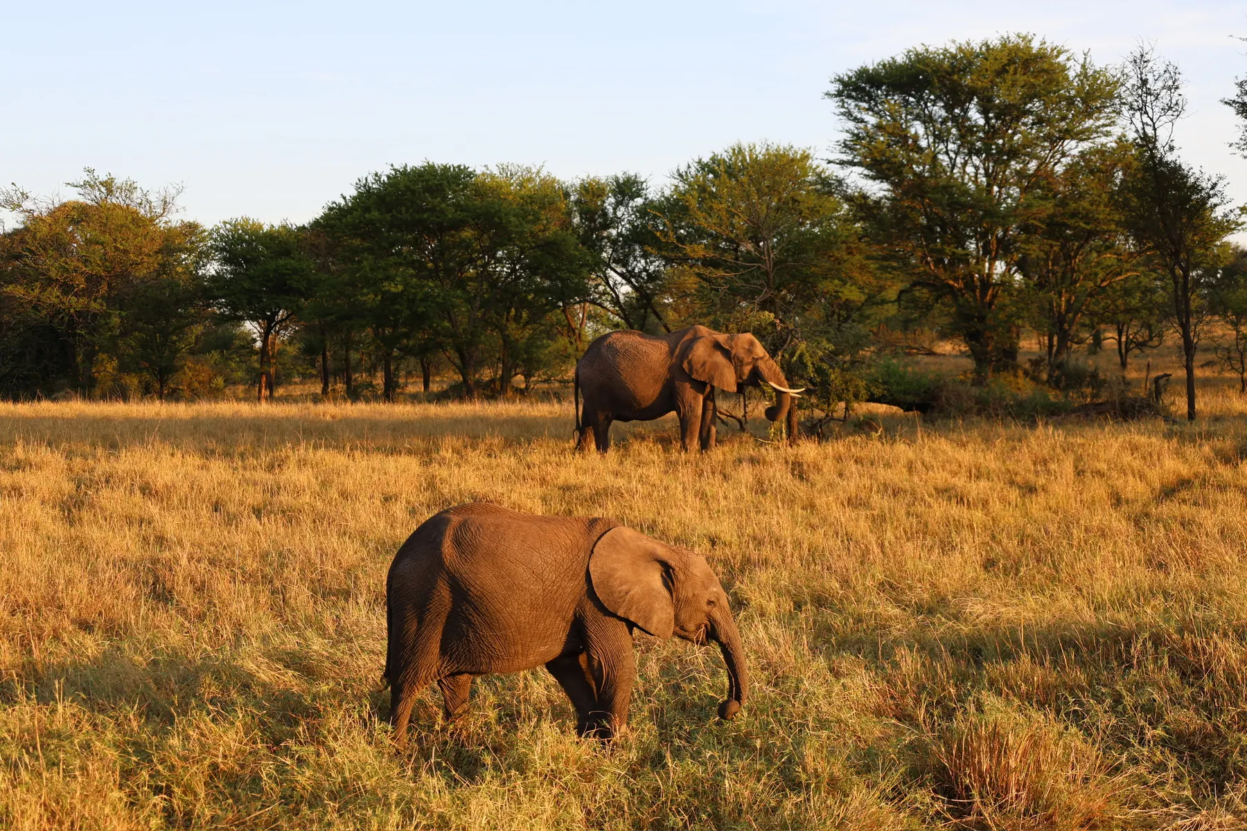 Two elephants grazing in golden savannah grass in the early light